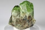 Green Olivine Peridot Crystals with Ludwigite Inclusions - Pakistan #185286-1